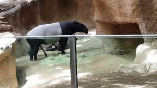 Tapir San Diego Zoo May 2016 [upl. by Seuqirdor431]