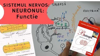 ADMITERE MEDICINA SISTEMUL NERVOS 2 NEURONUL Functie [upl. by Stark948]