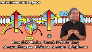 RANTAI TRANSPOR ELEKTRON  Belajar lebih mudah dengan Lagu Mnemonic Kedokteran [upl. by Ammeg]