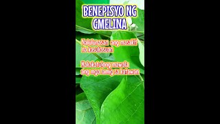 Gmelina Tree Benefits [upl. by Nedyaj]