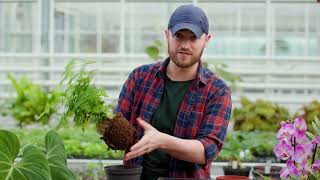 Should I repot my houseplant  Busting Houseplant Myths with Tony LeBritton  The RHS [upl. by Athalie]