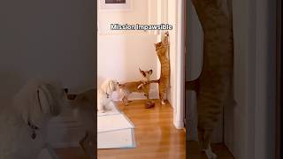 Cat burglar strikes again funnycats funnyanimals orangecat dogs pets funnyvideo amazingpets [upl. by Rednijar]