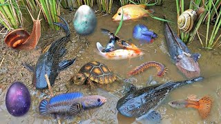 Colorful surprise eggs lobster snake cichlid betta fish turtle butterfly fish goby fish [upl. by Ssur]