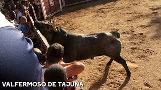 EXHIBICIÓN y SUELTA de DOS TOROS  VALFERMOSO DE TAJUÑA 2024 [upl. by Car]