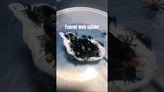 funnel web spider atrax robustus [upl. by Gomez]