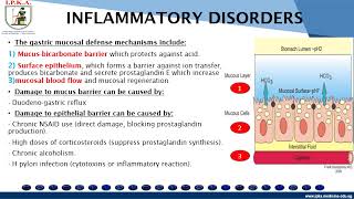 Pathology of gastrointestinal tract lecture 3 stomach  gastritis [upl. by Ainat]