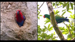 Eclectus Parrot Pair  Iron Range National Park [upl. by Dabbs]