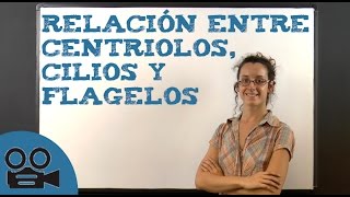 Relación entre centriolos cilios y flagelos [upl. by Holder50]