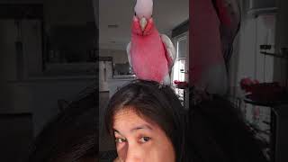 BaBy BiRD TaLKS🐦🏡talkinggalahtalkingcockatooskittalkingparrot [upl. by Shantee]