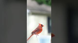 The Beauty of Northern Cardinals  A Birdwatchers Delight [upl. by Veriee]