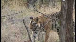 Madhya Pradeshs majestic National Park  Bandhavgarh [upl. by Vick]