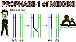 Prophase 1 of meiosis 1 detailed leptotene zygotene pachytene diplotene diakinesis explained [upl. by Neerahs]