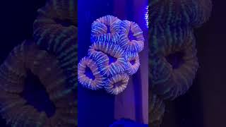 love these Amazing Trachyphyllia open brain corals at AnimalCon usa viralvideo vlog [upl. by Ahsieker907]