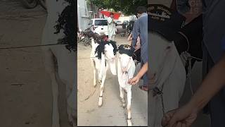 🐐 Bakra eid aane wali hai🐐🐐🐄🐪 bakra kids viral shorts short badobadi cow camel cattle bull [upl. by Arihs]