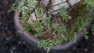 Bonsai Detail Wiring [upl. by Eadie]