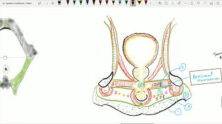 Urogenital Triangle 5 Perineal Membrane [upl. by Anwahsad894]