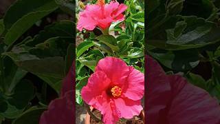 Hibiscus flowers blooming kannada gardening plant care terrace plant maintenance [upl. by Helaine]