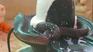 Real Snake On Shiva Lingam Abhishekam Sri Shivasairam Communications [upl. by Esyli]