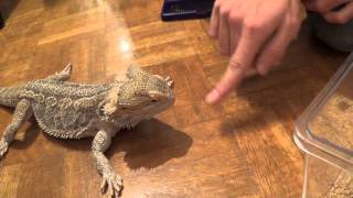 Mi Dragón Barbudo Pogona comiendo grillo cucaracha y lechuga [upl. by Arriaet785]