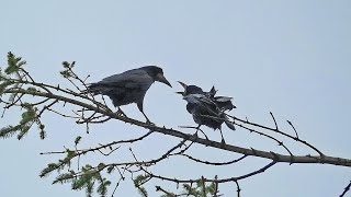 Rook Call  Rooks Calling from a Rookery  Bird Sounds [upl. by Aida]