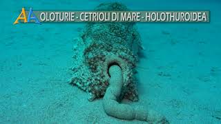 Oloturie cetrioli di mare  Sea Cucumber  Holothuroidea [upl. by Evante]