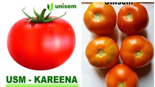 USM  KAREENA Tomato Farming  Unisem Agritech pvt Ltd [upl. by Osyth]