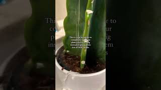 Propagation plants beautiful soillove soilpot soilgrown garden soiltypes farming edit [upl. by Elleahcim]