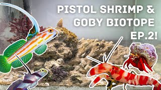 Pistol shrimpgoby quotbiotopequot pico marine tank  Ep 2 water equipment and first inhabitants [upl. by Vanna24]