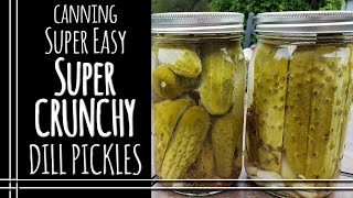 Super CRUNCHY Dill Pickles [upl. by Nele490]