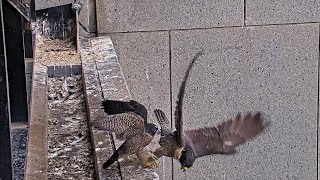 367 Collins St Falcons Youngest Chick Grabs Mum  Gets Pulled from Ledge 😬 2024 Nov 17 [upl. by Goldy]