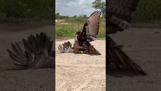 Changeable Hawk Eagle trying hunt a big hen for their food [upl. by Asirram846]