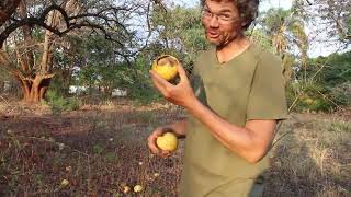 Enjoying Indigenous fruit trees from your own garden  treeplantingchallengezambia [upl. by Nya]