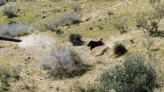 Chasse Sanglier au Maroc avec de Nombreux Tirs [upl. by Htevi]