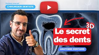 Le SECRET des DENTS  le NERF dentaire [upl. by Nimad]