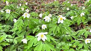 Anemone nemorosa March 3 2024 [upl. by Capp221]