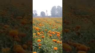 love flowers status shortvideos song nature [upl. by Kennet343]