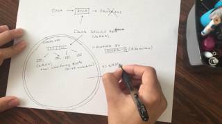 RNA Interference RNAi Basic Mechanism Graduate Level [upl. by Reham20]