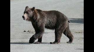 Au pays de laigle et du grizzly  Yukon  Alaska 2017 Robert [upl. by Erund]