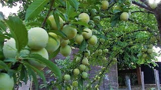 Abundancia de ciruelas con mínimo mantenimiento [upl. by Imeon321]