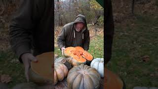 Opening a Musquee de Provence Squash [upl. by Ylrebmic]