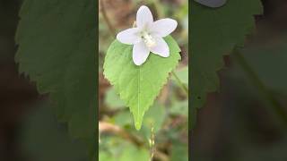 Lobed leaf mallow flowers  Home Gardening  flowers trending youtubeshorts [upl. by Farra712]