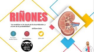 Anatomía  Riñón Pt I Caras Bordes Relaciones Fascia Renal [upl. by Mcnelly923]