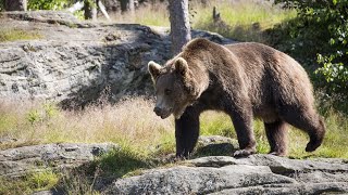 10 Wild Animals in Portugal [upl. by Azirb]