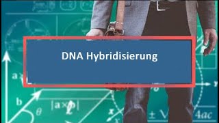 DNA Hybridisierung [upl. by Cristine829]