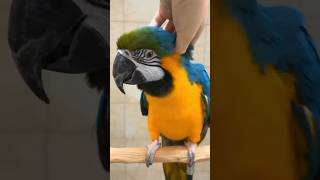 Why Is A Parrots Beak Cut Off 📴shorts facts parrotbeak 😨animal ki duniya [upl. by Avilo599]