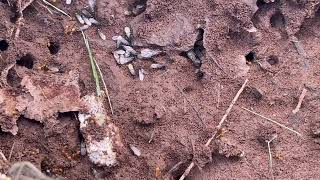 Citronella Ants amp Ant Swarmers Under the Rodent Bait Station [upl. by Glialentn]