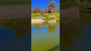 japanesegarden cowra nsw australia [upl. by Hollyanne297]