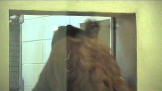 Denver Zoo Orangutan Infant quotHestyquot to Make Public Debut [upl. by Trixi458]