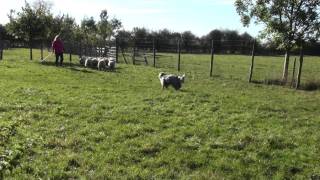 Roxy Bearded Collie herding [upl. by Adnuahs]