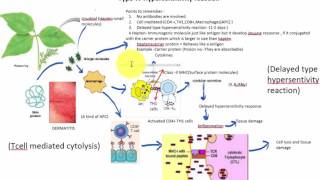 Type IV hypersensitivity reaction [upl. by Ertnom]